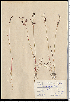 Juncus articulatus L. em. K. Richt.