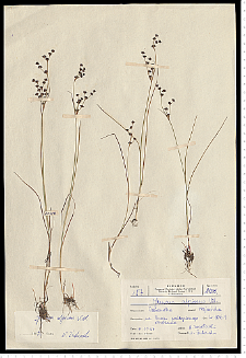 Juncus alpino-articulatus Chaix