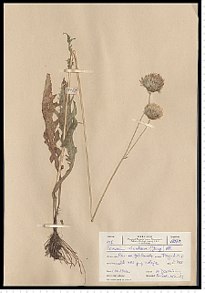 Cirsium rivulare (Jacq.) All.