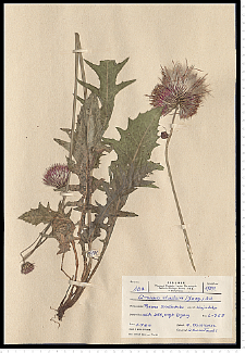 Cirsium rivulare (Jacq.) All.