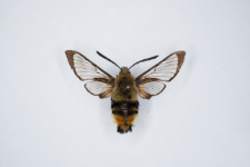 Hemaris tityus