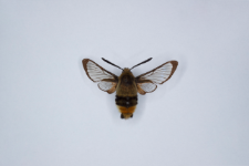 Hemaris tityus