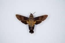 Macroglossum bombylans