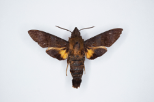 Macroglossum corythus