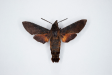 Macroglossum corythus