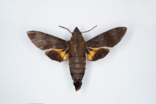 Macroglossum corythus