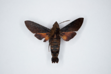 Macroglossum corythus