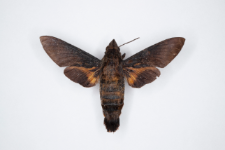 Macroglossum corythus