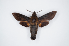 Macroglossum corythus