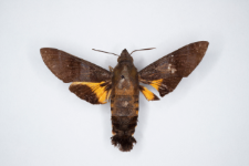 Macroglossum corythus