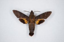 Macroglossum corythus