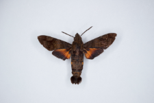 Macroglossum corythus