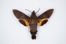 Macroglossum corythus