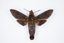 Macroglossum corythus