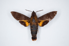 Macroglossum corythus