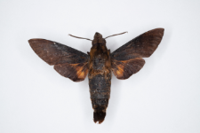 Macroglossum corythus