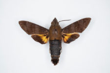 Macroglossum corythus