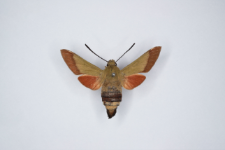 Macroglossum croatica