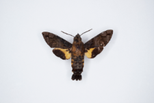 Macroglossum pyrrhosticta