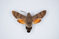 Macroglossum stellatarum