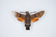 Macroglossum stellatarum