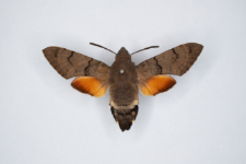 Macroglossum stellatarum