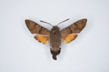 Macroglossum stellatarum