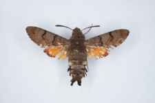 Macroglossum stellatarum