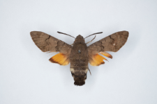 Macroglossum stellatarum