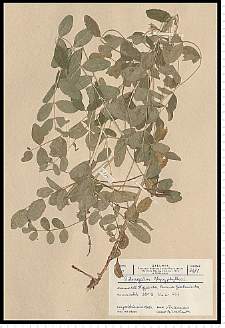 Astragalus glycyphyllos L.