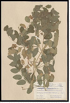 Astragalus glycyphyllos L.