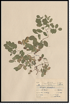 Astragalus glycyphyllos L.