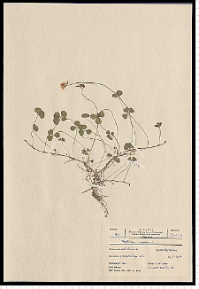 Trifolium repens L.