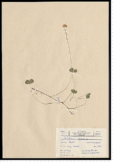 Trifolium repens L.