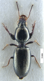 Dyschirius agnatus (Motschulsky, 1844)