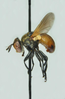 Gymnosoma dolycoridis Dupuis, 1961