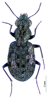 Elaphrus uliginosus (Fabricius, 1792)