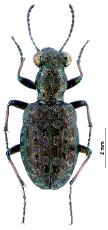 Elaphrus ullrichii (W. Redtenbacher, 1842)