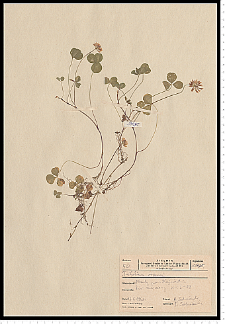 Trifolium repens L.