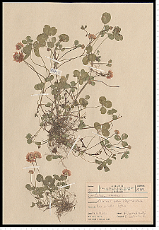 Trifolium repens L.