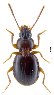 Trechus striatulus (Putzeys, 1847)