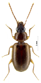 Trechus quadristriatus (Schrank, 1781)