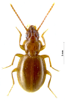 Trechus pulchellus (Putzeys, 1845b)