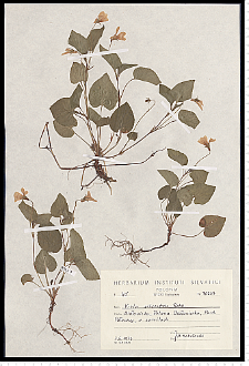 Viola reichenbachiana Jord. ex Boreau