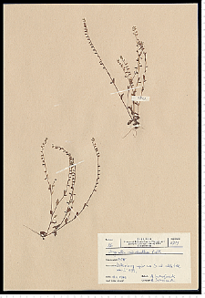 Myosotis stricta Link ex Roem. & Schult.