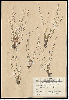 Myosotis stricta Link ex Roem. & Schult.