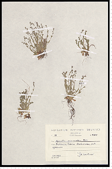 Myosotis stricta Link ex Roem. & Schult.