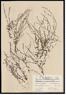 Myosotis stricta Link ex Roem. & Schult.