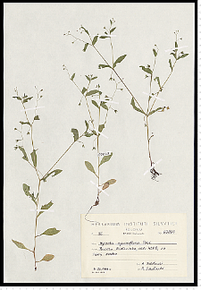 Myosotis sparsiflora Pohl