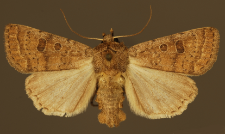 Hoplodrina octogenaria (Goeze, 1781)